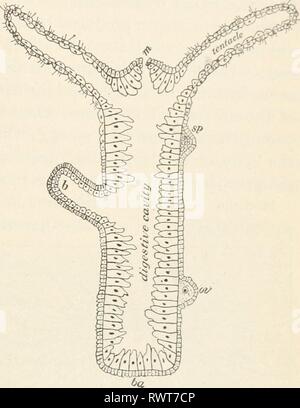 Elementi di biologia; un elementi pratici della biologia; un testo pratico-prenota la correlazione di botanica, zoologia e fisiologia umana elementsofbiolog00hunt Anno: [c1907] CCELENTERATES 197 zione dal cnidoblast. L'' esplosione ' della cella comporta l'espulsione del dart e iniezione di acido velenoso nella vittima. L'animale colpito da un certo numero di queste freccette è di solito così paralizzato che una ulteriore resistenza è impossibile. Assunzione di cibo. - I tentacoli e raggiungere quindi fuori come bracci, afferrare il cibo, e piegare con esso verso la bocca. La digestione avviene per mezzo di un fluido dato fuori da Foto Stock