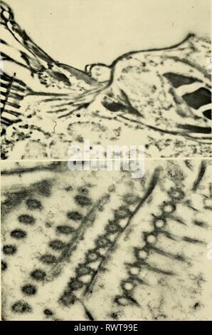 Elettron-struttura microscopica di protozoi (1963) di elettroni struttura microscopica di protozoi electronmicrosco00pite Anno: 1963 XXII piastra 80 81 Foto Stock