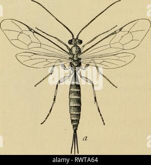 Entomologia elementare (1912) elementare entomologia elementaryento00sabbia Anno: 1912 Fig. 392. Long-tailed ophion [Ophion iiiacriinnii). (Molto ingrandito) (dopo Riley) sull'ala-venatura e non ha bisogno di essere discussa, ma il gen- erale abitudini sono piuttosto simili. La femmina depone le uova o Foto Stock