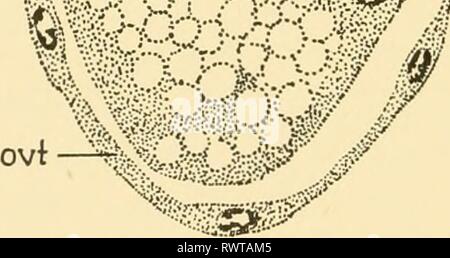 Embriologia di insetti e myriapods; embriologia di insetti e myriapods; la storia evolutiva degli insetti, millepiedi e millepedes da uovo desposition [!] alla schiusa embryologyofinse00joha Anno: 1941 f^- 0.3 WS^CiX&GT;')â â ^^ Foto Stock