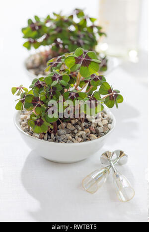 La botanica, Lucky Clover in ciotole di ceramica, attenzione! Per Greetingcard-Use / Postcard-Use nei Paesi di lingua tedesca talune restrizioni possono applicare Foto Stock