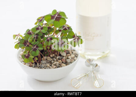 La botanica, Lucky Clover in ciotole di ceramica, attenzione! Per Greetingcard-Use / Postcard-Use nei Paesi di lingua tedesca talune restrizioni possono applicare Foto Stock