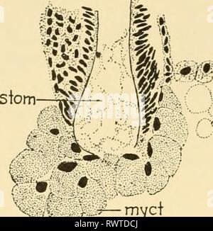 Embriologia di insetti e myriapods; embriologia di insetti e myriapods; la storia evolutiva degli insetti, millepiedi e millepedes da uovo desposition [!] alla schiusa embryologyofinse00joha Anno: 1941 306 EMBRIOLOGIA DI INSETTI E MYRIAPODS Fig. 254.-Brachyrhinus. La sezione di stomodaeum {stom.). (Myct) Mycetocytes. sub.ser stom Foto Stock