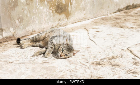 Tabby Gatto sdraiato a terra Foto Stock