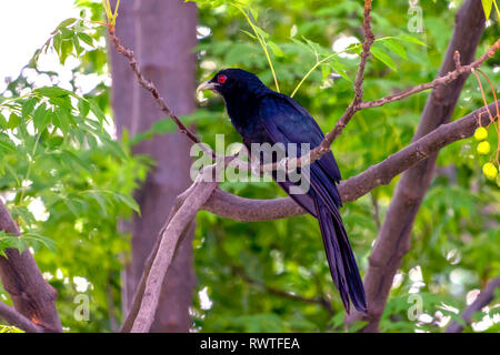 Il Koel asiatico maschio seduta su un albero indiano Lilac. Foto Stock