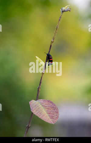 Un bug giocando su un ramo di albero al di fuori di casa mia. Foto Stock