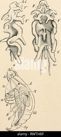 Testo elementare-libro di zoologia (1884) elementare libro di testo di zoologia elementarytextbo0101clau Anno: 1884 434 crostacei. presente subisce una ulteriore segmentazione. Molti Copepoda parassita, tuttavia, passa sopra la serie di moduli Nauplius e la larva, appena schiuse, subisce una muta e compare in una sola volta in il più giovane Ciclope forma, con antenne adatte per far aderire e parti di bocca per piercing (fig. 344). Da questo stadio essi subiscono una metamorfosi regressiva, in cui diventano collegato a un host, perdere più o meno com- pletamente la segmentazione del liody che cresce mi irregolare Foto Stock