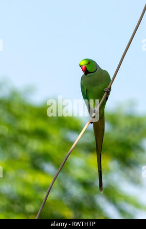 Un Parrot - Parakeet indiano che gioca sul filo fuori della mia cucina. Foto Stock