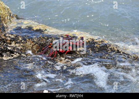 Intorno a Madeira - Lightfoot crab (Grapsus adscensionis) sul litorale Foto Stock