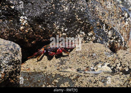 Intorno a Madeira - Lightfoot crab (Grapsus adscensionis) sul litorale Foto Stock