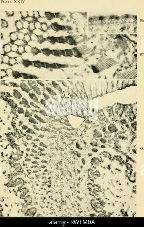 Elettron-struttura microscopica di protozoi (1963) di elettroni struttura microscopica di protozoi electronmicrosco00pite Anno: 1963 lA / Foto Stock