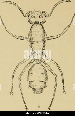 Entomologia elementare (1912) elementare entomologia elementaryento00sabbia Anno: 1912 Fig. .^09. L'Argentino ant {IriJomyrmex humilis Mayr.) 1?, lavoratore; b, fertile regina. (Dopo il Newell) Foto Stock