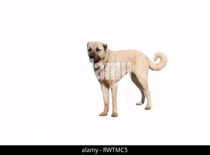 Anatolica cane pastore (sivas kangal) negli isolati di sfondo bianco Foto Stock