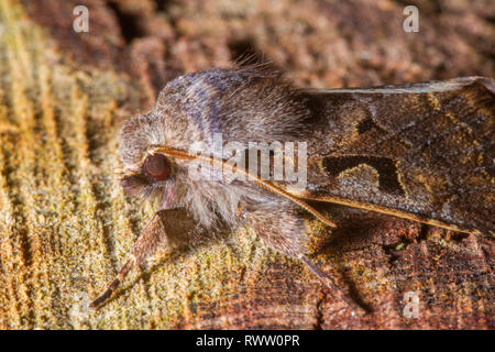 Un profilo della testa di un carattere ebraico Moth(Orthosia gothica). Foto Stock