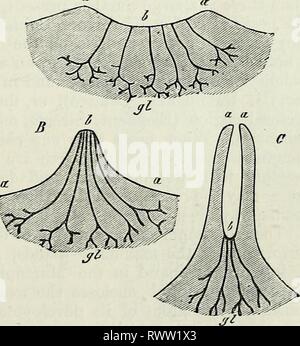 Elementi di anatomia comparata (1878) Elementi di anatomia comparata elementsofcompar78gege Anno: 1878 IXTEGUi£ENT DI VERTEBRATA. 421 appare come una appendice del premistoppa. Le ghiandole sebacee subiscono le più varie modifiche nella forma, dimensione^ e numero^ nonché per la qualità della loro secrezione. Entrambi i set di ghiandole secernono spesso questioni odorose di vario genere che gioca una parte importante dell'economia dell'animale. Ghiandole di questo genere sono sviluppate nelle più diverse regioni della superficie del corpo in molti ordini dei mammiferi. § 323. La modifica più importante Foto Stock