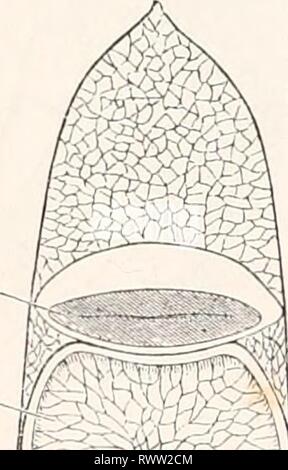 Elementi di anatomia comparata (1878) Elementi di anatomia comparata elementsofcompar00gege Anno: 1878 I2G Anatomia Comparata. del loro collegamento con l'interno parti scheletriche. Non solo essi formano una protezione dorsale sulla superficie dorsale, ma un ventrale di uno sulla superficie ventrale (plastron). In la protezione dorsale siamo in grado di rendere una fila mediana di ossa che sono fuse con le spine delle vertebre, e sporgono da esse. Ai lati ci sono le piastre di grandi dimensioni che vengono fuse con nervatura-come i processi e oltre a queste ci sono speciali piastre marginali intorno al bordo dello schermo. Th Foto Stock