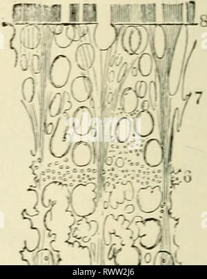 Elementi di istologia (1898) Elementi di istologia elementsofhistol00klei Anno: 1898 mm. -J} f-fC-, ^r ^ ; Foto Stock