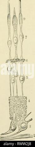 Elementi di istologia (1898) Elementi di istologia elementsofhistol00klei Anno: 1898 446 Elemexts di istologia. Contemporaneamente, la fodera interna epitelio della choi-membrana OID. 435. Da questo arranixement sono esenti (n) Foto Stock