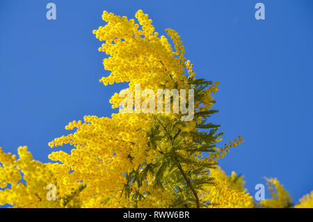 Close-up di Mimosa in fiore, argento bargiglio, Acacia Dealbata Foto Stock