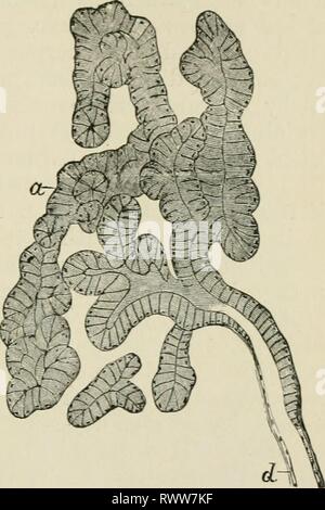 Elementi di istologia (1898) Elementi di istologia elementsofhistol00klei Anno: 1898 bocca, Pharyxx e lingua. 299 Nell'uomo, tutti i condotti sono rivestiti con uno strato singolo di epitliclial colonnare cellule, più in la maggiore nei piccoli condotti ; nei mammiferi l'epitelio è un singolo strato di cellule poliedrica. No fibrilla lazione è evidente nelle cellule epiteliali. In corrispondenza della transizione del terminale condotti nel acini vi è talvolta un leggero allargamento, chiamato infundibuhtm ; qui il granulare- guardando le cellule epiteliali del condotto cambiare nella co- lumnar trasparente cellule mucose l Foto Stock