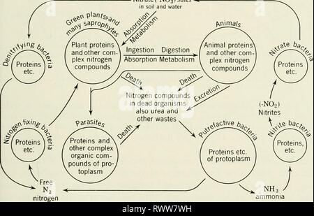 Elementi di ecologia (1954) Elementi di ecologia elementsofecolog00clar Anno: 1954 decomposizione e trasformazione 299 generi Nitrosomonas e Nitrosococcus, e l'ossidazione dei nitriti in nitrati è effettuata da batteri del genere Nitrobacter. La fornitura di azoto disponibile nel suolo e nell'acqua può essere ulteriormente aumentata come risultato della fissazione di azoto da batteri specializzati appartenenti ai generi Azotobacter (aerobica) e Clos- tridium (anaerobica), che sono libere da vivere e Rhizobium, che vivono in sinergia in noduli di root su alcune piante superiori, in particolare: Robinie Foto Stock