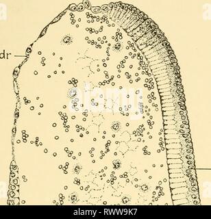 Embriologia di insetti e myriapods; embriologia di insetti e myriapods; la storia evolutiva degli insetti, millepiedi e millepedes da uovo desposition [!] alla schiusa embryologyofinse00joha Anno: 1941 IMENOTTERI 323 ••©1-9'' Foto Stock