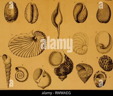 Elementi di conchology, o un elementi di conchology, o un'introduzione alla conoscenza di gusci elementsofconcho00mend Anno: 1776 FL,M Foto Stock