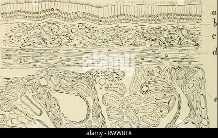 Elementi di istologia (1898) Elementi di istologia elementsofhistol00klei Anno: 1898 342 elementi di Histologw tuttavia anche alveoli foderato con albuminous colonnare cellule, e come hanno Ijoth fianco a fianco, come è il caso mi^t^-^'iVmrr/r-^i^'-r-i-'. g"y".;?j7-^[7f^| Foto Stock