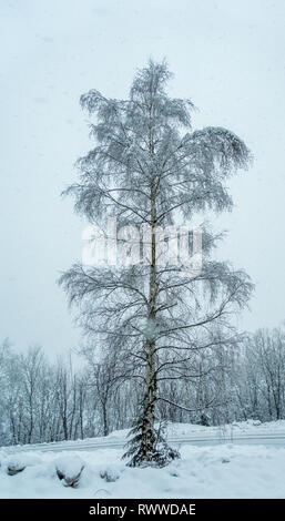 Una strada di pino di stagno isolato su strada in nevicava neve Foto Stock