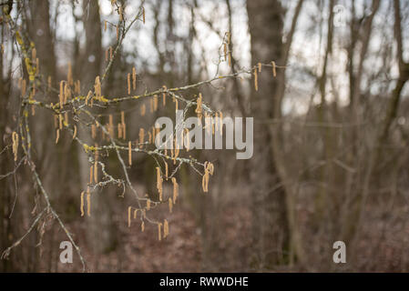 Corylus avellana. Arbusto di nocciole in primavera Foto Stock