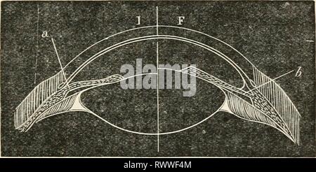 Elementi di fisica fisiologico gli elementi di fisica fisiologica: una panoramica dei dati elementari, i principi e i metodi della fisica; e le loro applicazioni in fisiologia elementsofphysio00mgre Anno: 1884 cap. XXIX.] La PHAROSCOPE. 385 lente convessa nella parte anteriore del cristallino. Questa è in pratica realizzato mediante la lente stessa essendo in grado di regolazione per variare le distanze, una capacità definita la potenza di alloggio. Esso è costituito da una capacità di alterare la convessità della lente. Questo viene effettuato mediante la contrazione del muscolo ciliare, che rilassa il legamento anteriore Foto Stock