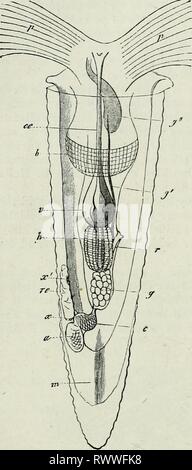 Elementi di anatomia comparata (1878) Elementi di anatomia comparata elementsofcompar78gege Anno: 1878 378 COMPAEATIVE ANATOMIA. pericardica orifizio (r') all'interno dell'tiibe, dove si apre ()•'), in modo che comunica soltanto con l'esterno in un round- circa il modo. In Thecosomatous Pteropoda^ e anche nel Heteropoda, l'organo che è considerato come il rene, a causa della somiglianza tra i suoi due orifizi e quelli dell'Prosobranchiataj è notevole anche per il suo carattere spugnoso. In Carinaria, tra le Heteropoda, è fornito con un investimento distinti del sec Foto Stock