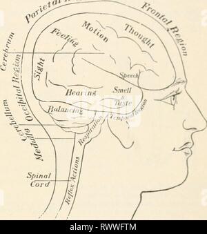 Elementi di biologia; un elementi pratici della biologia; un testo pratico-prenota la correlazione di botanica, zoologia e fisiologia umana elementsofbiolog00hunt Anno: [c1907] il sistema nervoso 407 e questi, insieme con le osservazioni fatte su persone che avevano perso il potere di movimento di alcune parti del hodv, e che dopo la morte sono stati trovati per avere avuto malattie localizzate in determinate parti del cervello, hanno dato a noi la nostra conoscenza su questo sub- ject. Azioni riflesse, il loro significato. - Se per malattia o per altri motivi che il cervello non funziona, non avrà il potere viene esercitato, no intelligent Foto Stock