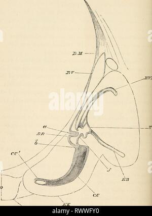 Gli elementi di embriologia (1889) degli elementi di embriologia elementsofembryo00fostuoft Anno: 1889 394 SVILUPPO DI ORGANI in mammiferi. [CHAP. Fig. 131. .MrB sezione attraverso l'orecchio interno di un embrione di ovini 28 mm. di lunghezza. (Dopo Bottcher.) DJf. dura mater; Versione Riveduta L recessus labyrinthi ; H.V.B. verticale posteriore del canale semicircolare; U. utriculus ; orizzontale M.P. Foto Stock