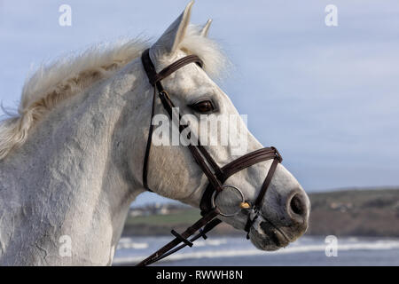 Colpo alla testa di un cavallo grigio Foto Stock