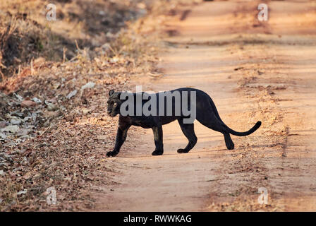 Il fantomatico Black Panther, melanistic indiano, leopard (Panthera pardus fusca), Kabini, Nagarhole Riserva della Tigre, Karnataka, India Foto Stock