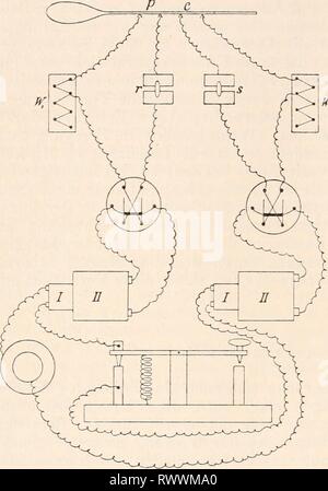 Elektrophysiologie (1895) Elektrophysiologie elektrophysiolog00bied Anno: 1895 628 Die elektrische Erregung der Xerven. oben so gut wie nach unten fortschreitenden unteren zu kreuzen, (Lei- mann 34 p. 109.) Alle Beobachtungen, welche bisher in dieser Richtung angestellt wurden, beruhen fast ausschliesslich auf Unter- suchungen mit zwei elektrischen Reizen. Die Resultate derselben, welche bald als sommatorie-, bald als Interferenzwirkungen gedeutet wurden, sind leider nicht eindeutig. Wir haben es eben bei Anwen - sterco elektrischer Reize nicht einfach mit der combinazione zweier onu- abhängig ver Foto Stock