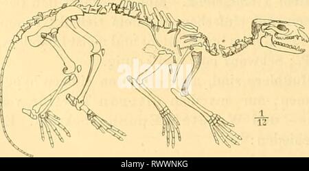 Elemente der paläontologie bearbeitet (1890) Foto Stock