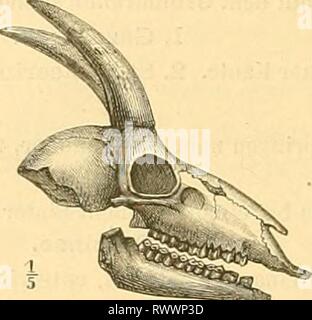 Elemente der paläontologie bearbeitet (1890) Foto Stock