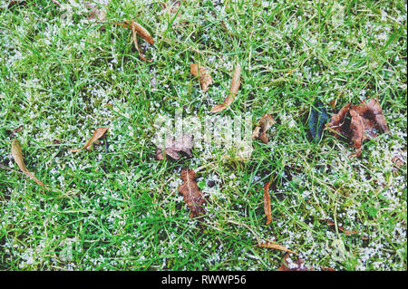 Grandine su erba verde con foglie secche. La grandine in estate. Foto Stock