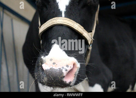 Mucca in fattoria con tag veterinario nelle orecchie è nell'animale della penna Foto Stock