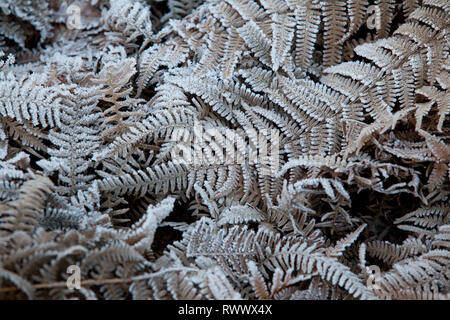 Bracken morto sulla brughiera coperta di gelo presto su una mattina inverni Foto Stock