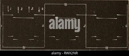 Elektrophysiologie (1895) Elektrophysiologie elektrophysiolog00bied Anno: 1895 548 MI^ie elektrische Ei-regimg der Nerven. schlägt augenblicklich der absteigende Strom in die entgegengesetzte Richtung um. Jäh enstanden sinkt er allmählich auf Null herab, um ebenso allmählich, Wenn die Spule 7, den 3. Quadranten durchlaufend, sich dem S Südpol nähert, noch wieder einmal auf seine alte Höhe anzusteigen. Wieder folgt dann schliesslich ein jäh ansteigender Strom von umgekehrter Richtung, così dass, wie es die beistehenden Curven darstellen (Fig. 176), bei jeder Umdrehung zwei allmählich und zwei jäh Foto Stock