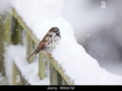 Casa passero,Passer domestici su una coperta di neve recinzione in Galles, UK Foto Stock