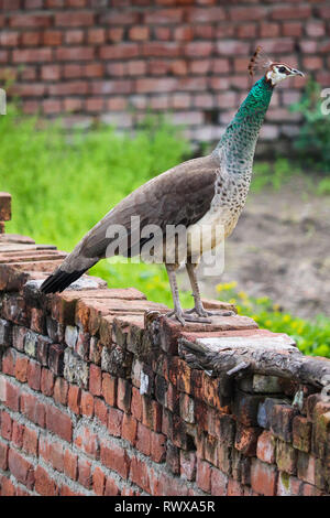 Una bella Peahen - femmina indiana Peafowl su un muro fuori casa mia. Foto Stock