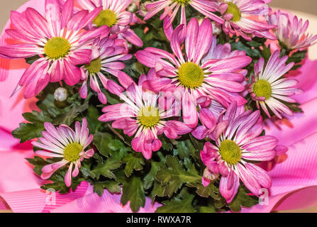 Bouquet di fiume fiore a margherita (Osteospermum ecklonis) Foto Stock