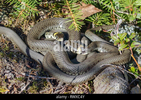 serpente di erba Foto Stock