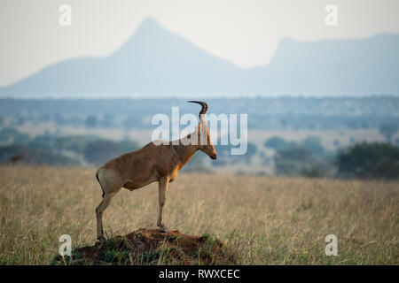 Jackson, hartebeest in piedi su un termite mound, Alcelaphus buselaphus jacksoni, Kidepo Valley National Park, Uganda Foto Stock