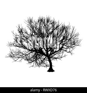 Nero albero secco in inverno o in autunno silhouette su sfondo bianco. illustrazione Foto Stock