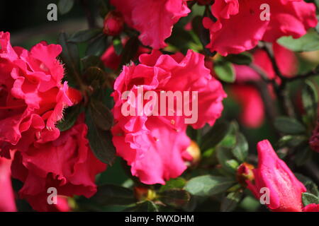 Rhododendron 'Ala Rossa' azalea fiore di primavera in piena fioritura. Foto Stock